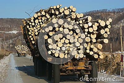 Wooden Logs on Logging Truck Trailer