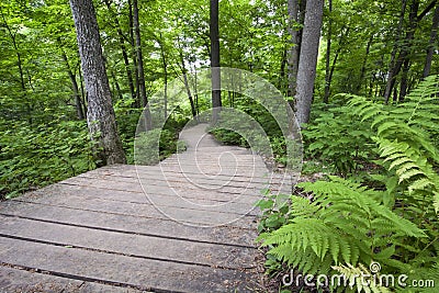 Wooden pathway through native Minnesotan forest.