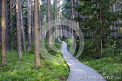 Wooden road (pass) in the forest