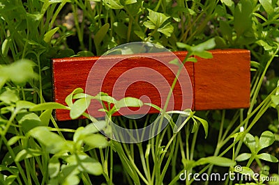 Wooden usb flash drive on the grass (celery)