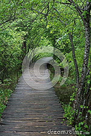 Wooden walkway through forest