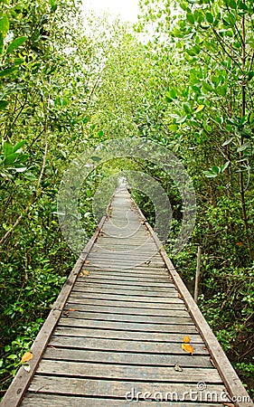 Wooden walkway in Mangrove forest