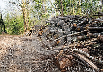 Woodland management or cutting down trees, habitat destruction.