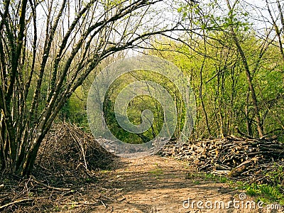 Woodland management or cutting down trees.