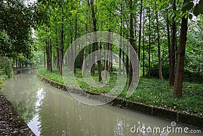 Woods by creek in spring