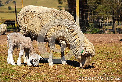 Wool sheep and lamb