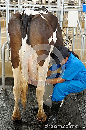 Worker draw milk from cow