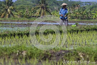 Worker at Rice Field