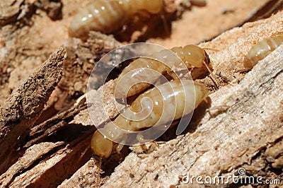 Worker Termites on Rotten Wood
