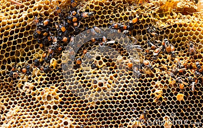 Working bees on honey cells