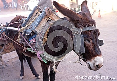 Working Donkey on streets of Marrakech