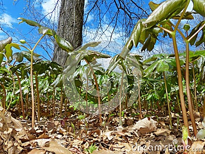 Worm s Eye View of Forest Plants