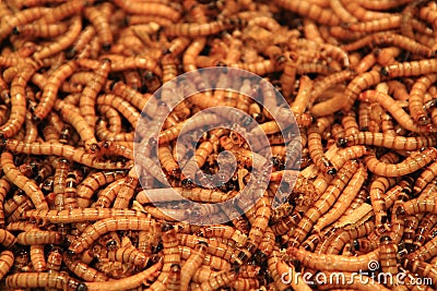 Worms as exotic food background