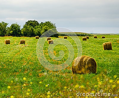 Wrapped hay bales on the countryside