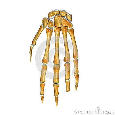 Wrist Joint Stock Illustration - Image: 44380262