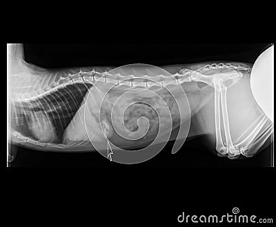 CAT BOWEL OBSTRUCTION X-RAY