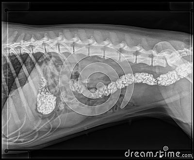 DOG DIGESTIVE OBSTRUCTION X-RAY