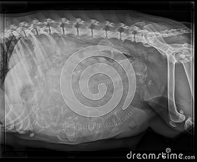 DOG GESTATION X-RAY