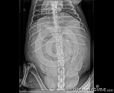 DOG GESTATION X-RAY