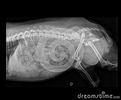 DOG FEMUR DISLOCATION X-RAY