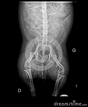 DOG FEMUR DISLOCATION X-RAY