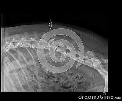 DOG LUMBAR VERTEBRA FRACTURE DISLOCATION X-RAY