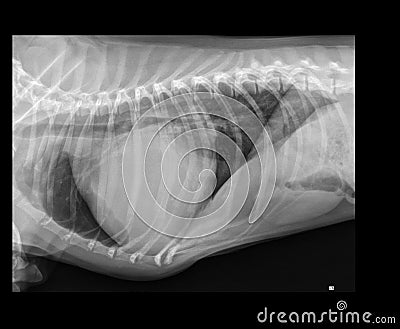 DOG PERICARDIAL EFFUSION X-RAY