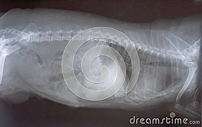 X-Ray of small dog with cancer pathology