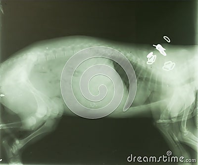 X-ray of Thai dog