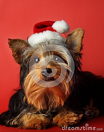 DOG XMAS dog xmas: