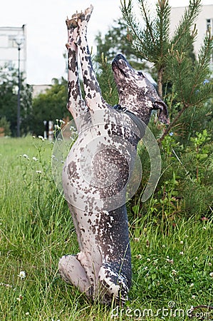 Xoloitzcuintle - hairless mexican dog stand on rear leg