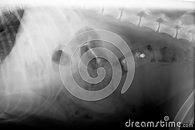 Xray of dog abdomen