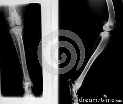 Xray of dog hind limb