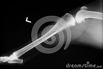 Xray of dog knee and hind limb