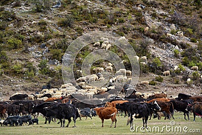 Yak crowd on field