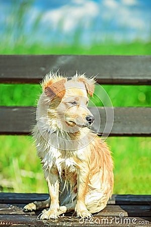 Yard dog sitting on bench