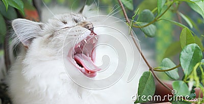 Yawn of a Kitten,siberian cat