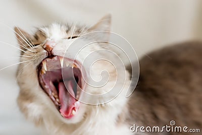 The yawning cat