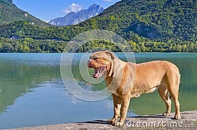Yawning dog at the mountain lake