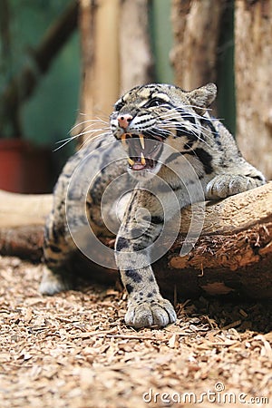 Yawning fishing cat