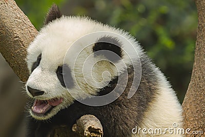 Yawning Giant Panda Cub with Missing Teeth