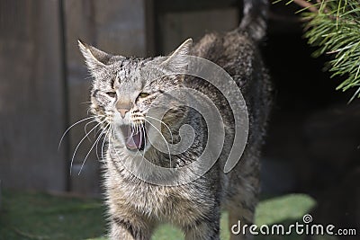 Yawning House Cat