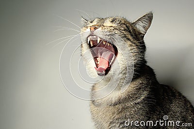 Yawning or laughing cat