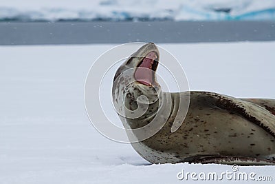 Yawning Leopard Seal