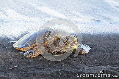 Yawning Turtle with open mouth in black sand beach