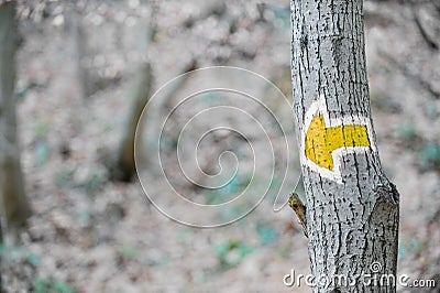 Yellow arrow hiking sign on a tree