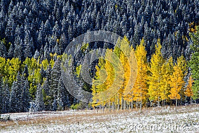 Yellow aspens in Colorado mountain