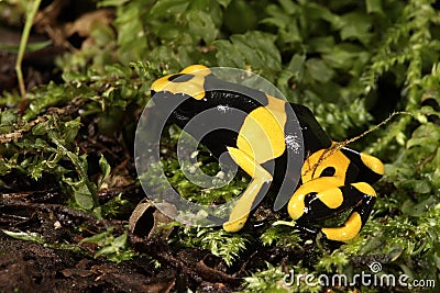 Yellow-banded poison dart frog