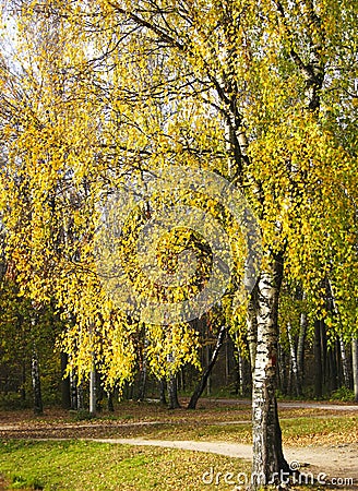 What are some facts about the birch tree?