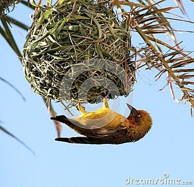 Yellow bird. Cape Weaver.